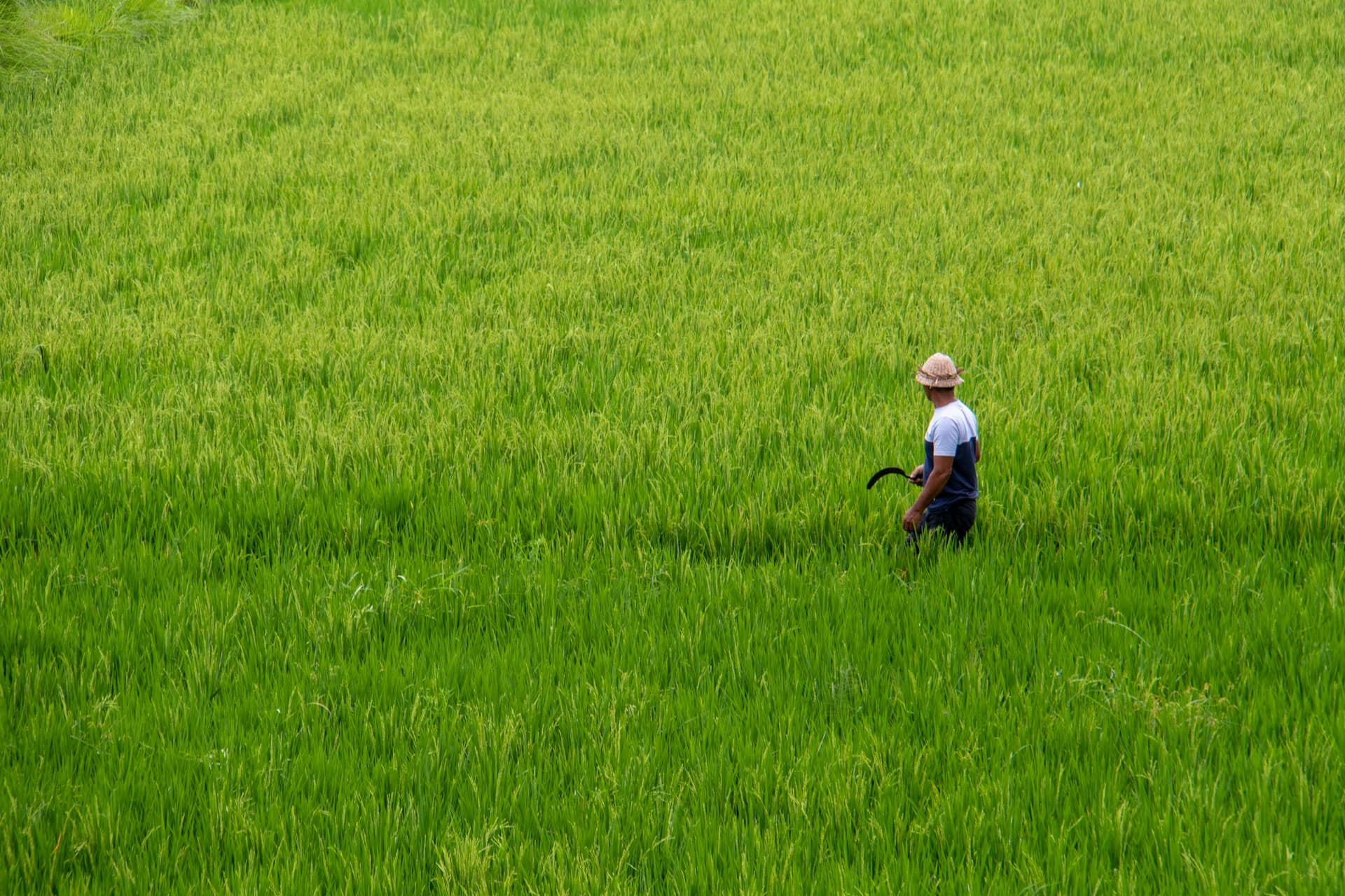 Premium rice field with farmer